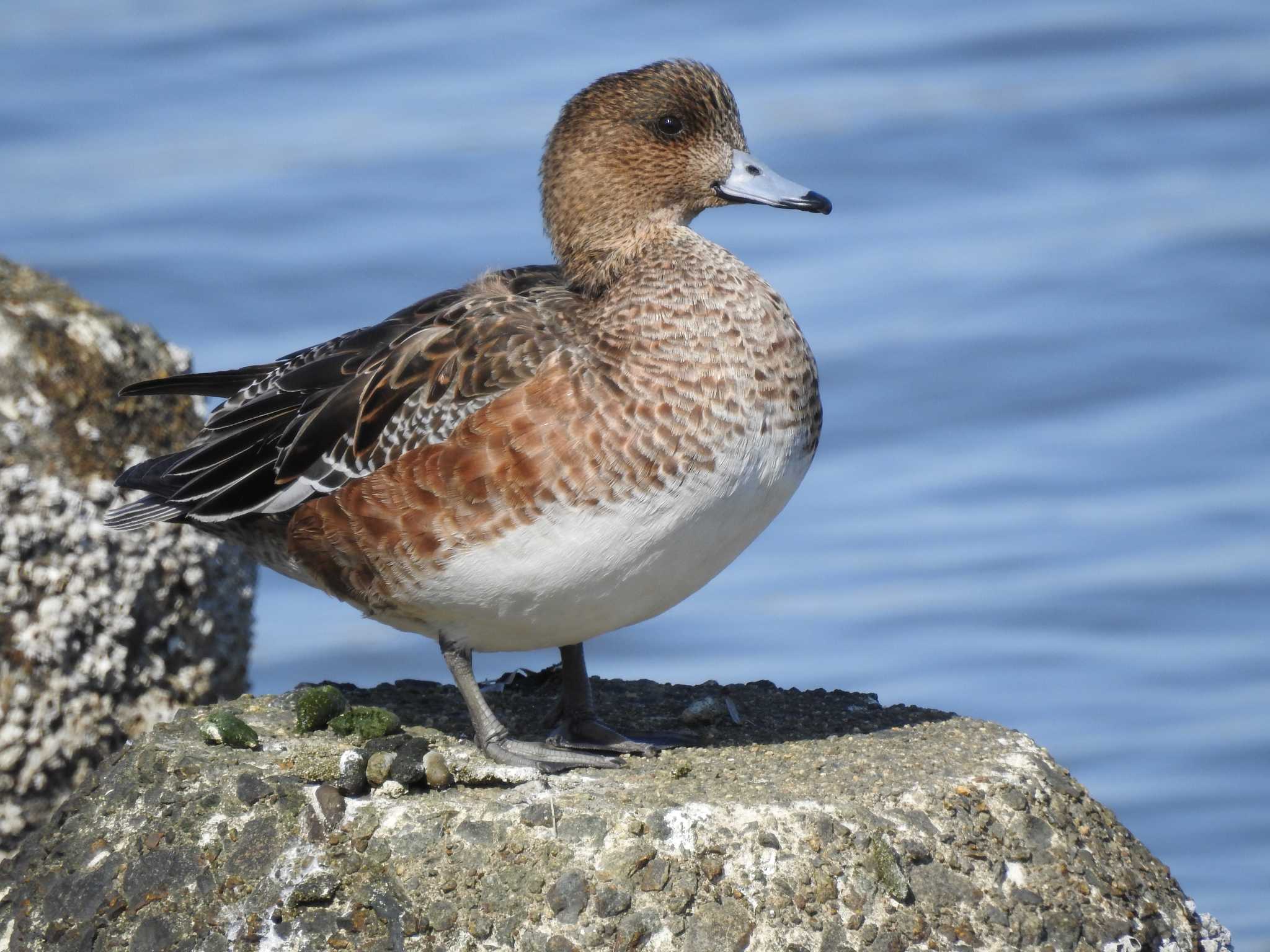 Eurasian Wigeon