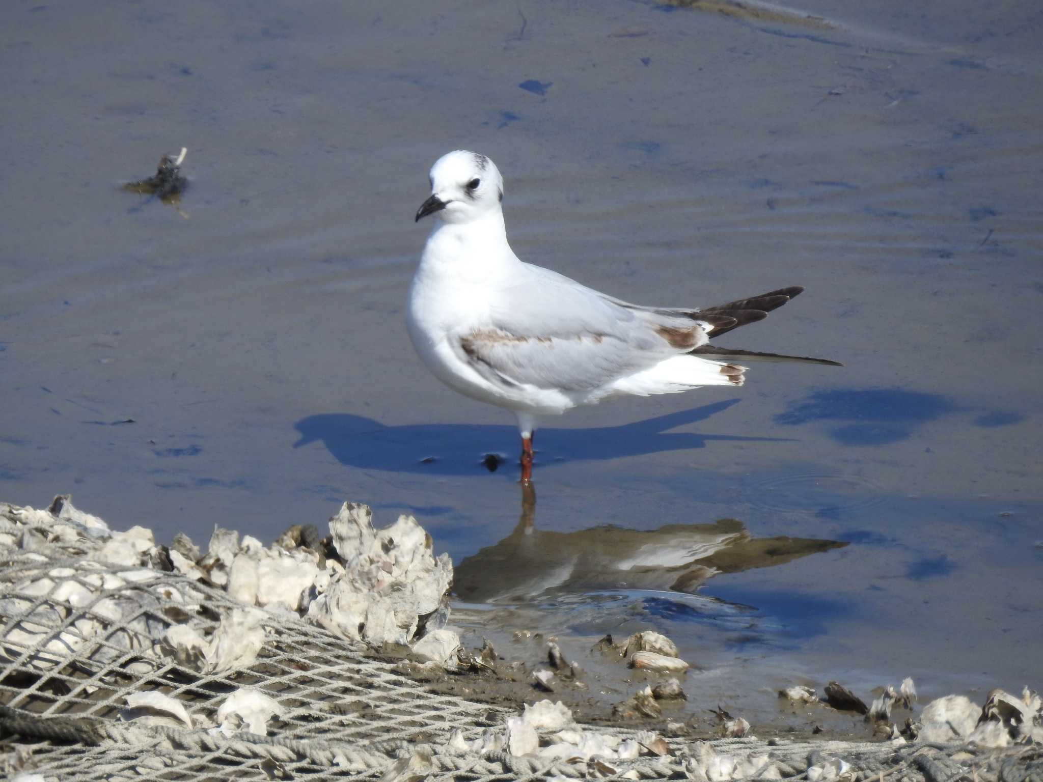 Photo of Saunders's Gull at 加古川市　高砂市 by 禽好き