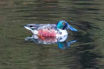 Northern Shoveler Miyagi Kenminnomori Tue, 12/27/2022