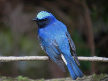 Blue-and-white Flycatcher Unknown Spots Sun, 4/20/2014