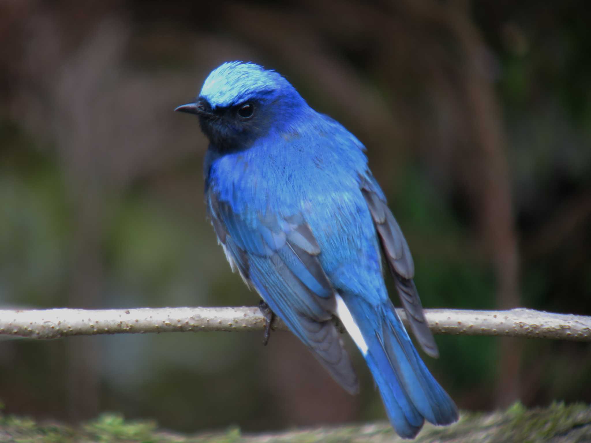 Photo of Blue-and-white Flycatcher at  by みっちー