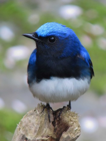 Blue-and-white Flycatcher Unknown Spots Sun, 4/20/2014