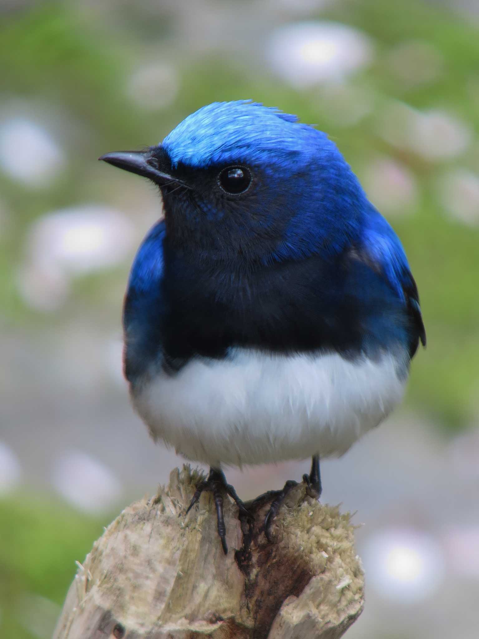 Photo of Blue-and-white Flycatcher at  by みっちー