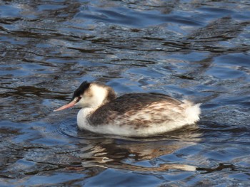 Great Crested Grebe 大阪府 Mon, 12/26/2022