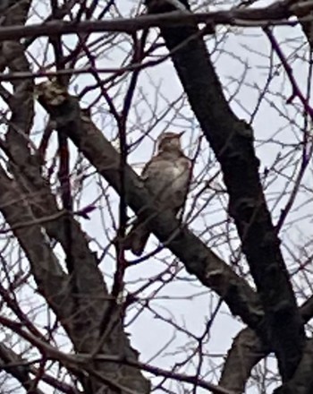 Brown-eared Bulbul 都賀川 Tue, 12/27/2022