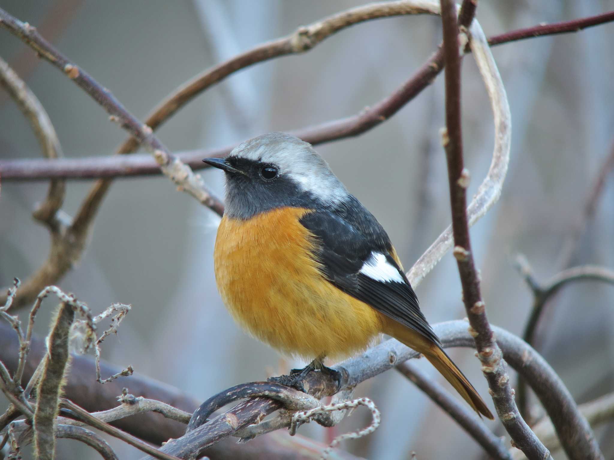 Photo of Daurian Redstart at  by みっちー