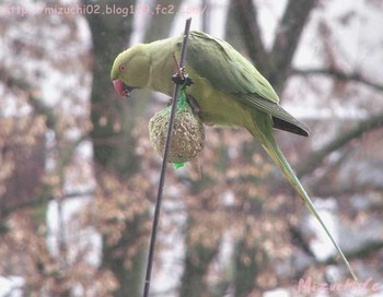 Indian Rose-necked Parakeet ドイツ Tue, 12/11/2007