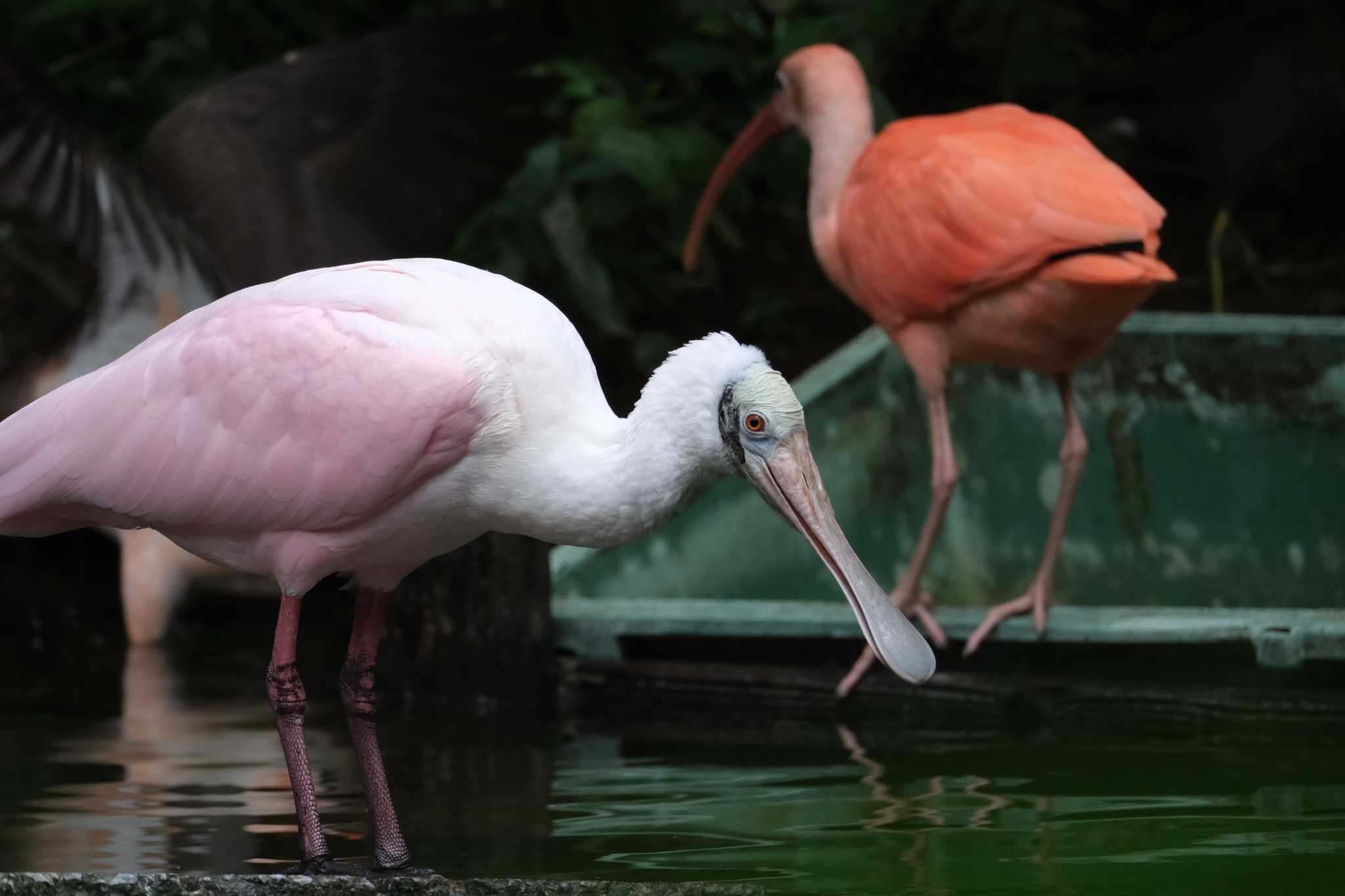 Photo of Roseate Spoonbill at ネオパーク沖縄(名護) by たけし