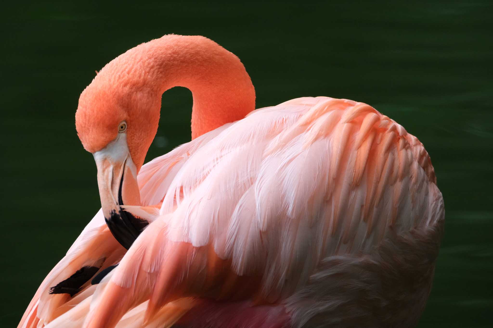 Photo of Greater Flamingo at ネオパーク沖縄(名護) by たけし