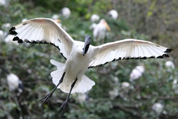 Black-headed Ibis ネオパーク沖縄(名護) Mon, 12/26/2022