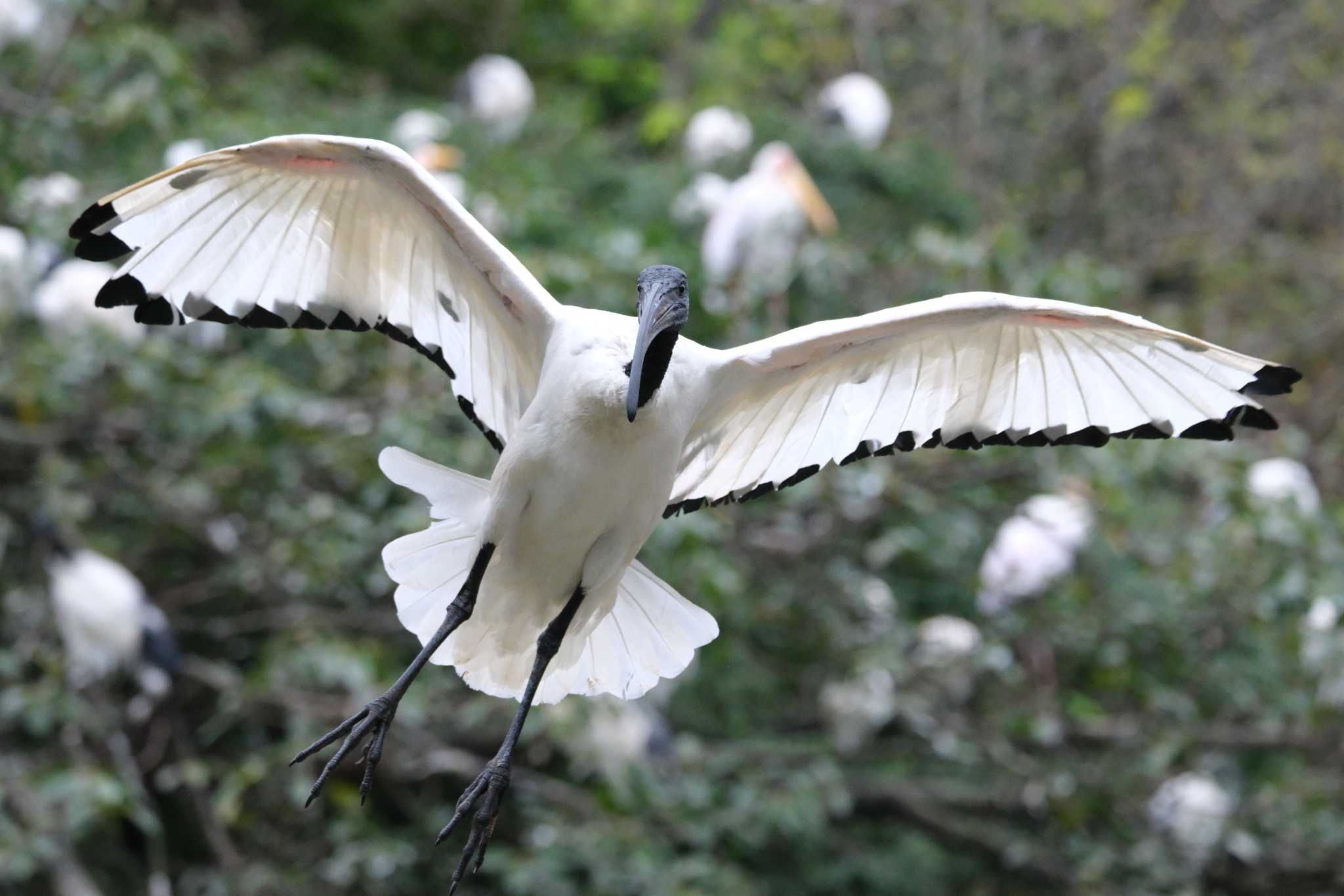 Photo of Black-headed Ibis at ネオパーク沖縄(名護) by たけし