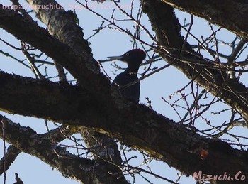 Black Woodpecker スイス Sun, 3/20/2016