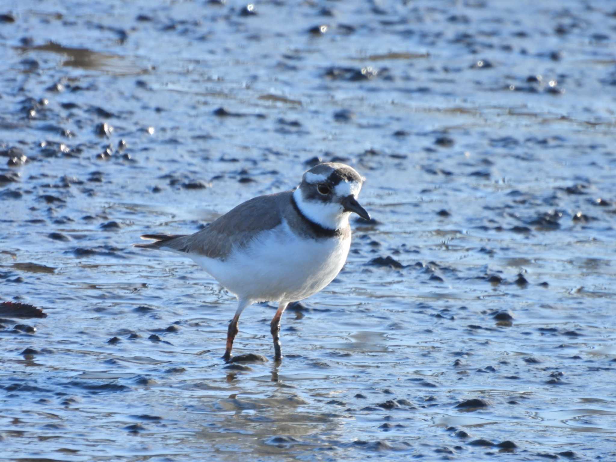 Long-billed Plover