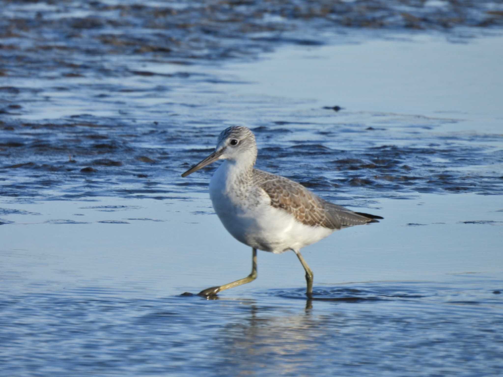 Common Greenshank