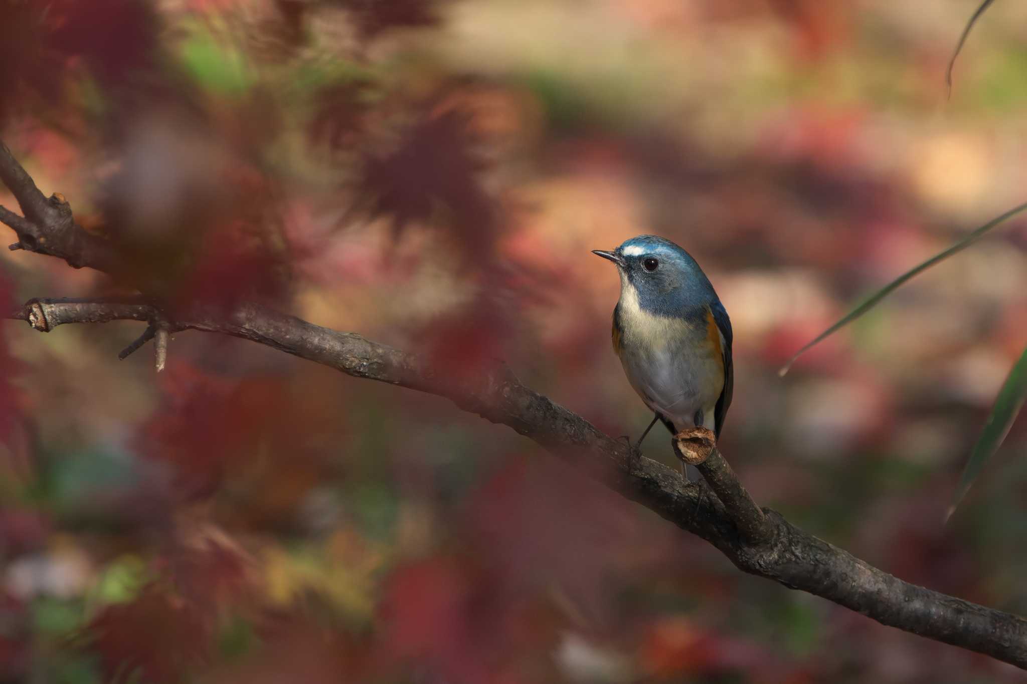 Red-flanked Bluetail