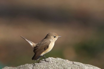 2022年12月11日(日) 明石市の野鳥観察記録