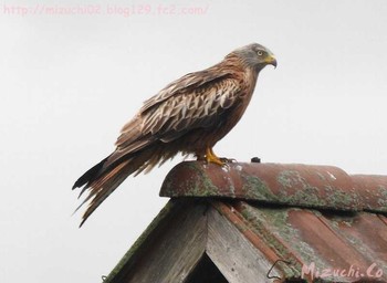 Red Kite スイス Tue, 5/23/2017