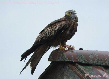 Red Kite スイス Mon, 5/23/2016