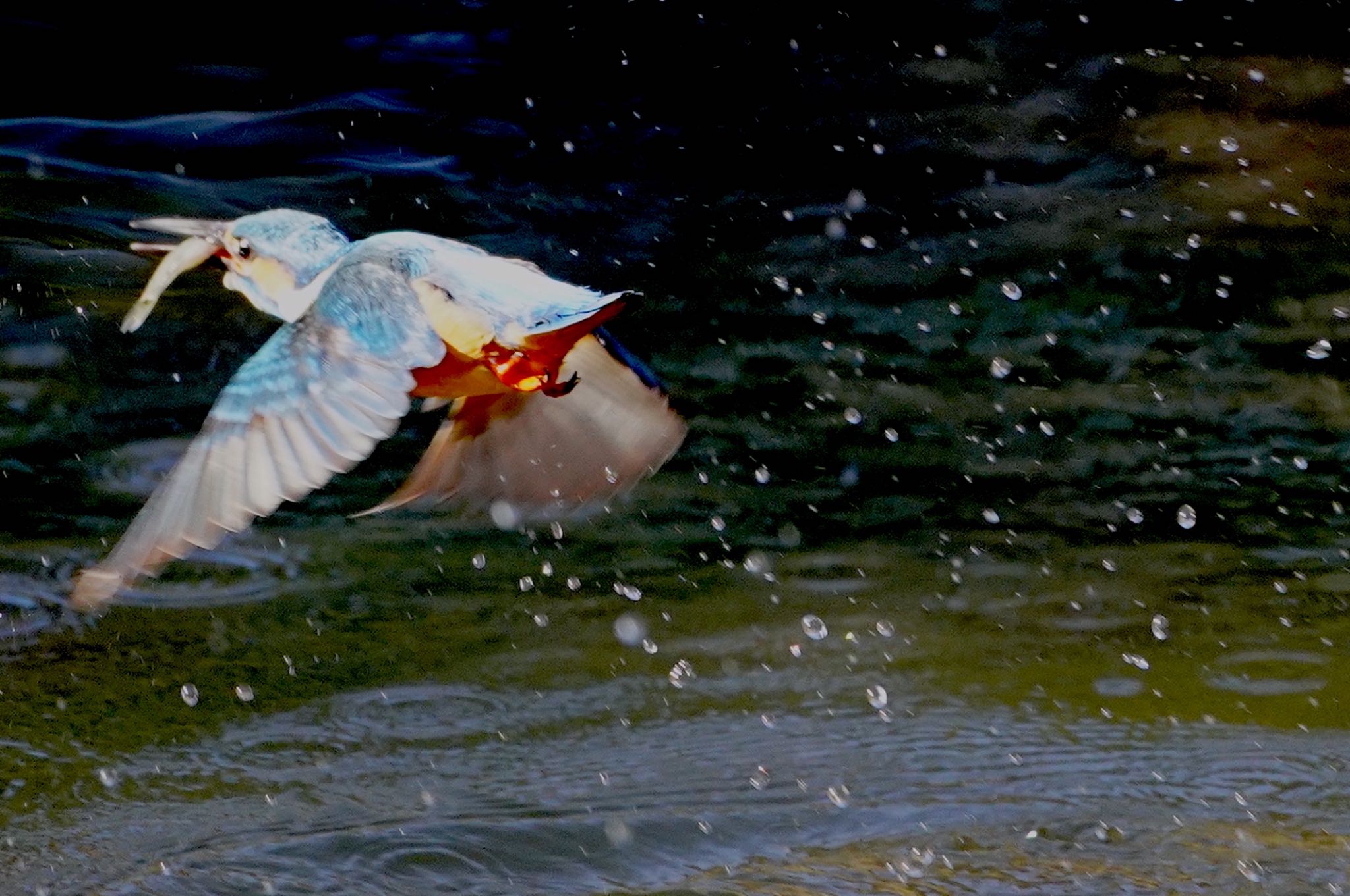 Photo of Common Kingfisher at 千里南公園 by アルキュオン