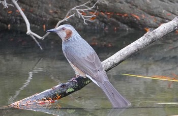 Brown-eared Bulbul 千里南公園 Tue, 12/27/2022