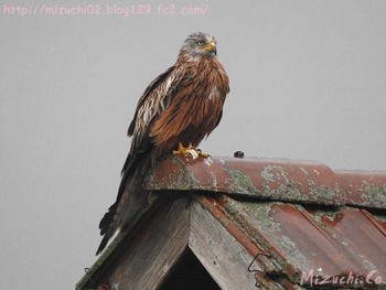 Red Kite スイス Mon, 5/23/2016