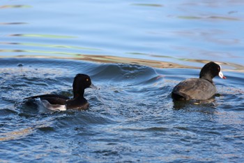 Tufted Duck Shakujii Park Mon, 12/26/2022