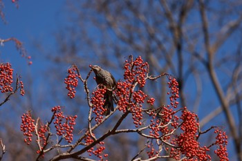 Brown-eared Bulbul Shakujii Park Mon, 12/26/2022