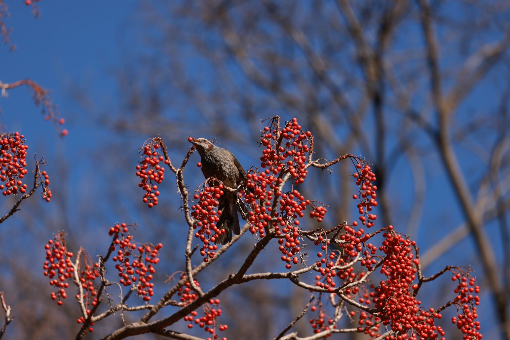 Brown-eared Bulbul