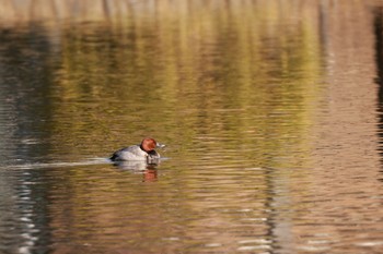 Common Pochard Shakujii Park Mon, 12/26/2022