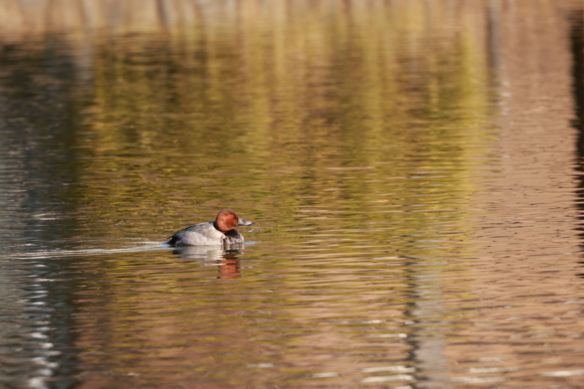 Common Pochard