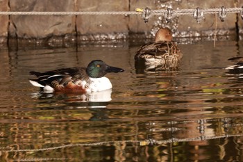 Northern Shoveler Shakujii Park Mon, 12/26/2022