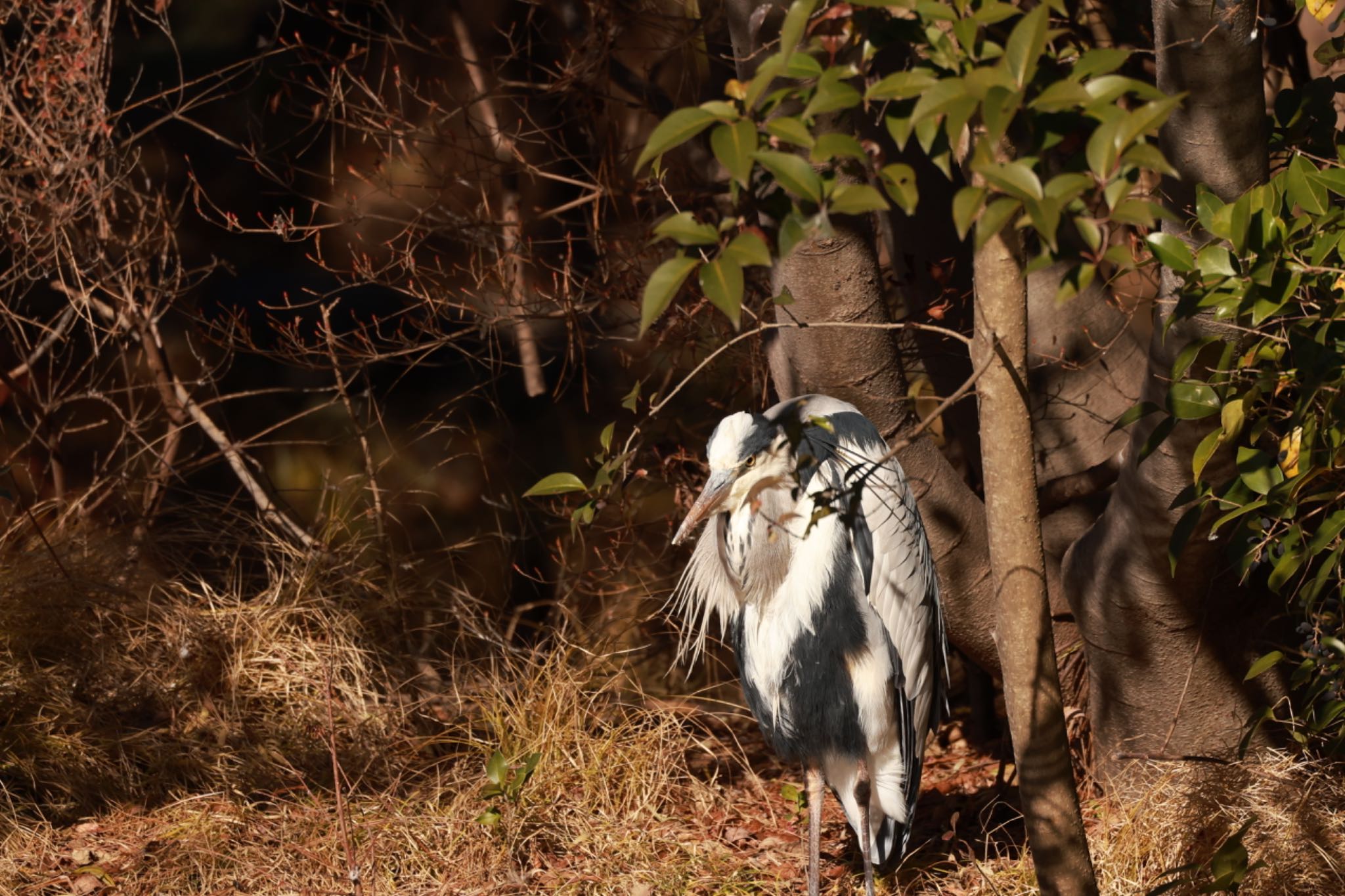 Photo of Grey Heron at Shakujii Park by atushiever