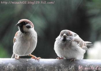 Eurasian Tree Sparrow スイス Mon, 5/23/2016