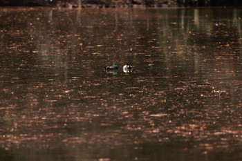 Falcated Duck Shakujii Park Mon, 12/26/2022