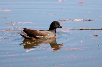 Common Moorhen Shakujii Park Mon, 12/26/2022