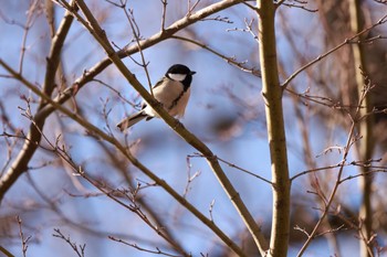 シジュウカラ 石神井公園 2022年12月26日(月)