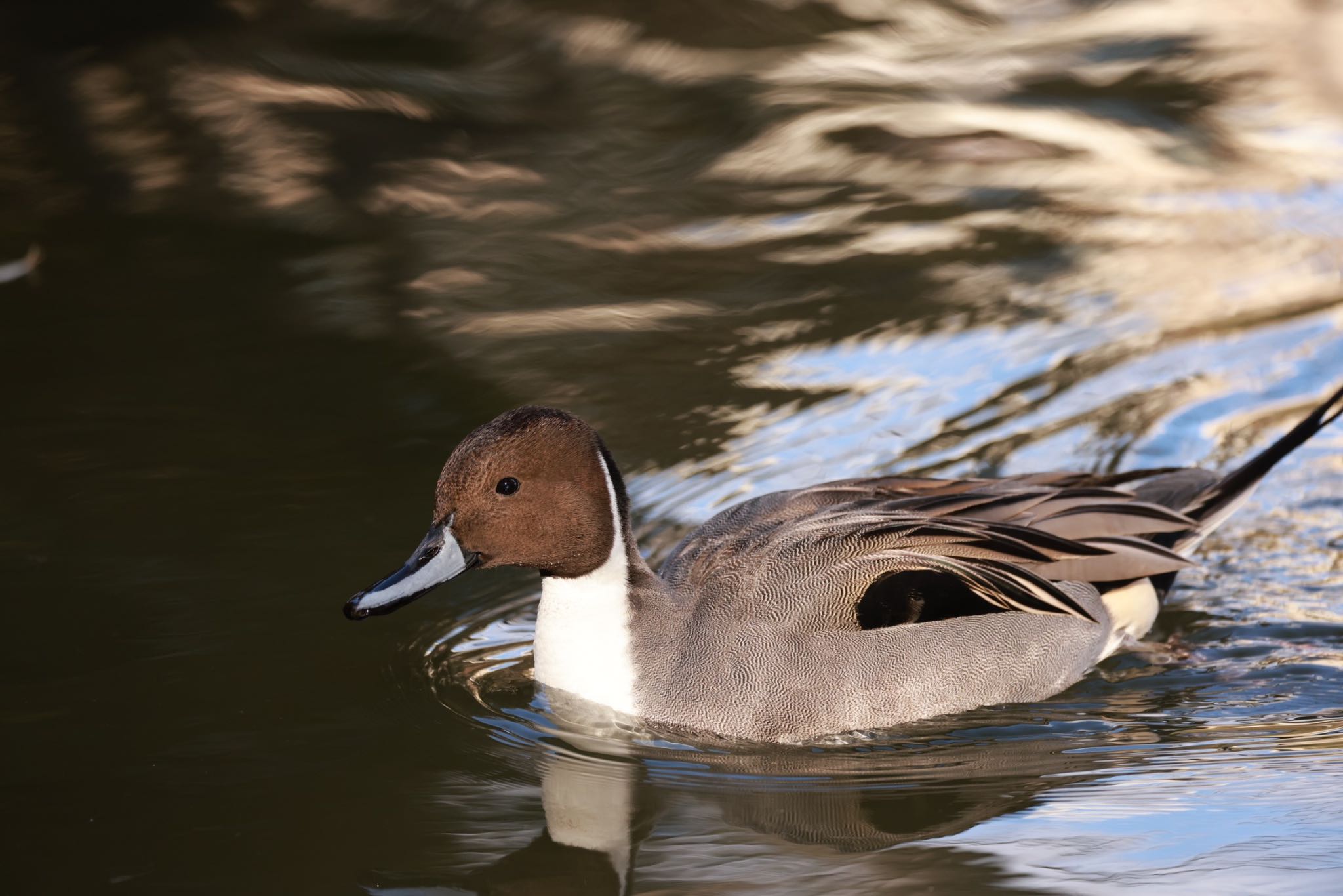 Northern Pintail