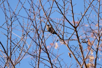 Japanese Pygmy Woodpecker Shakujii Park Mon, 12/26/2022