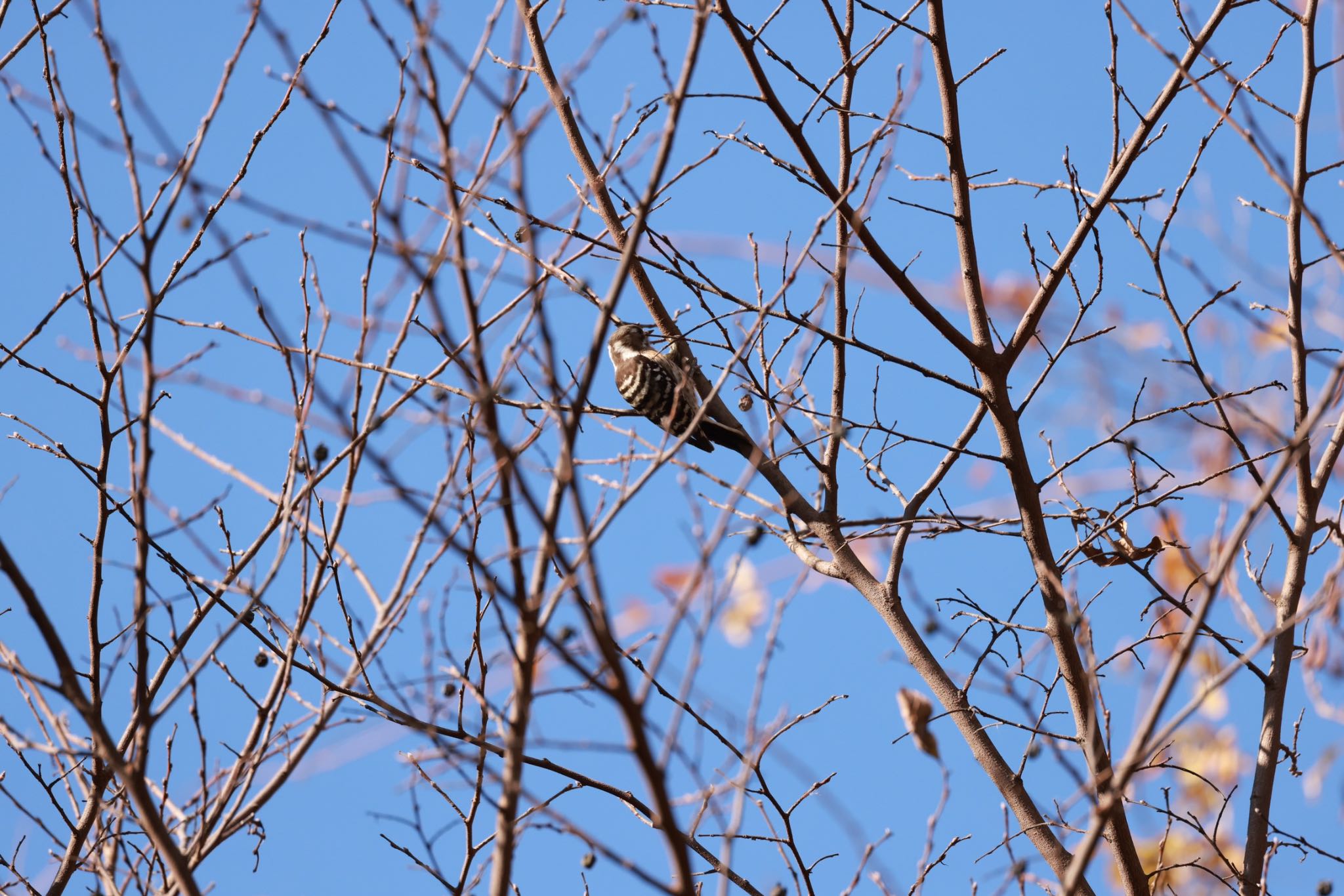 Japanese Pygmy Woodpecker