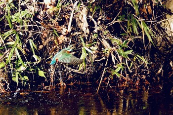 Common Kingfisher Shakujii Park Mon, 12/26/2022