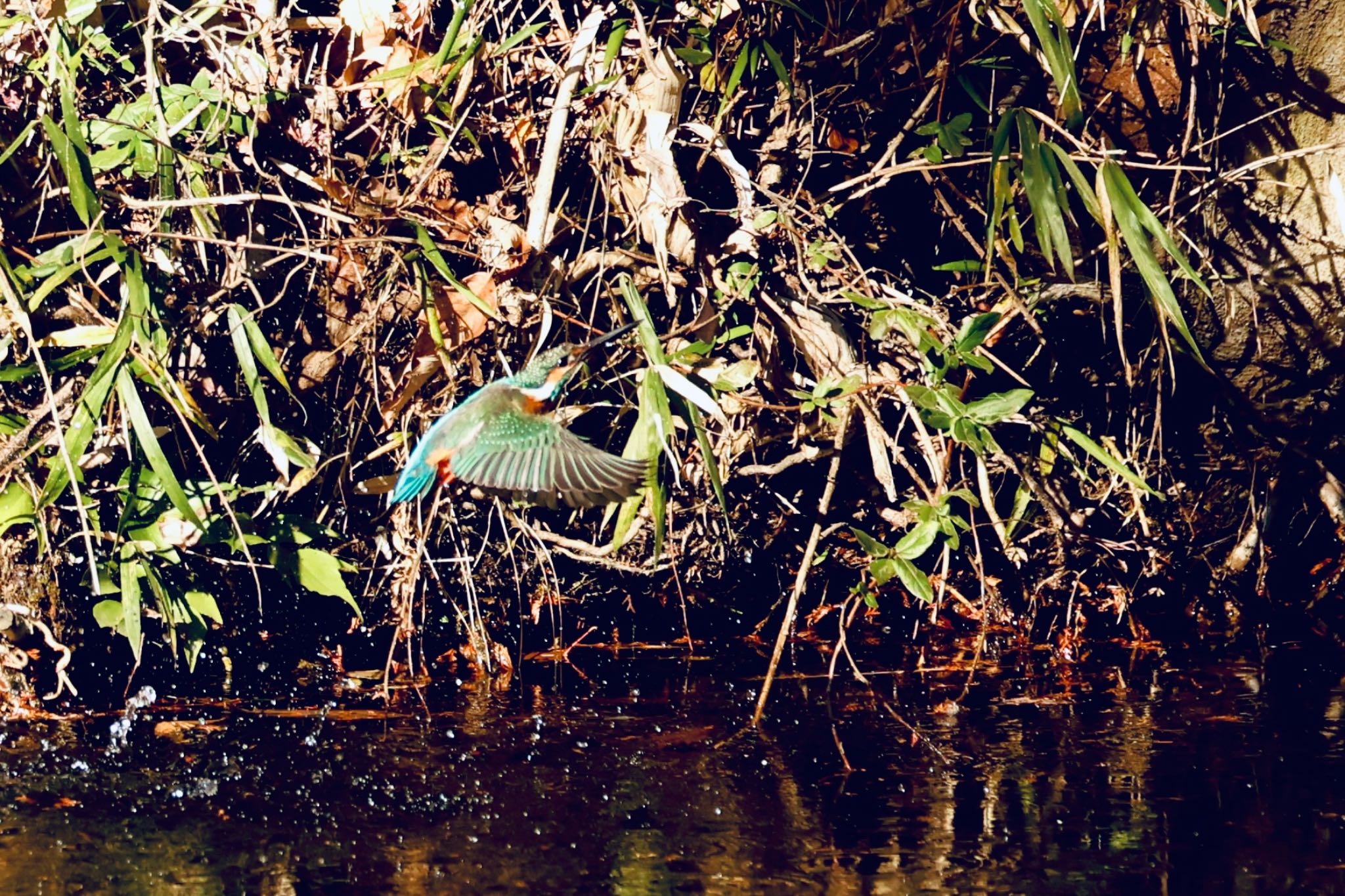 Common Kingfisher