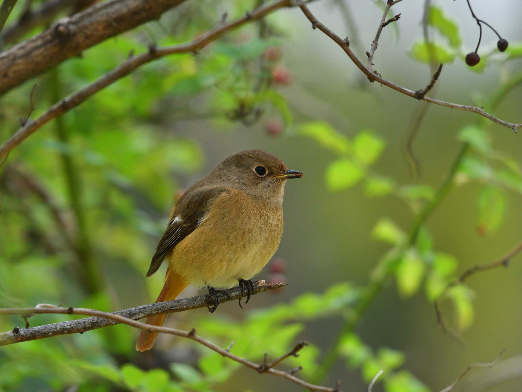 東京港野鳥公園 ジョウビタキの写真 by 80%以上は覚えてないかも