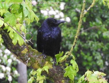 Carrion Crow スイス Mon, 5/23/2016