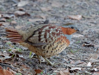 Chinese Bamboo Partridge Maioka Park Tue, 12/27/2022