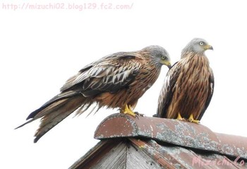 Red Kite スイス Tue, 5/24/2016