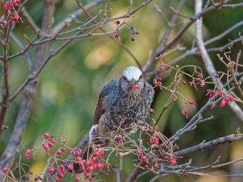 Brown-eared Bulbul Maioka Park Tue, 12/27/2022