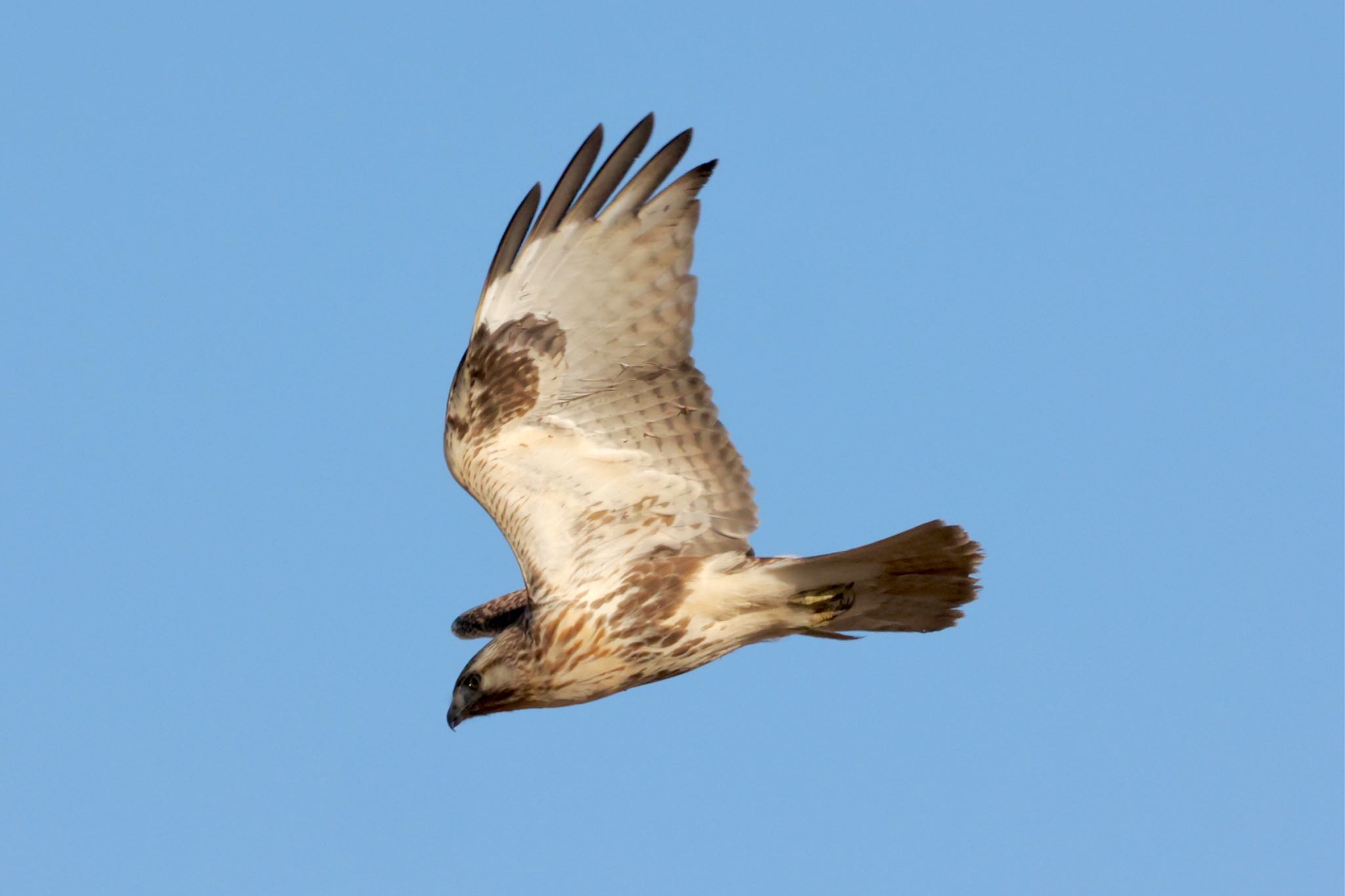 Photo of Eastern Buzzard at 妙岐ノ鼻 by なおんなおん