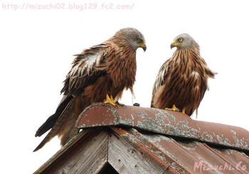 Red Kite スイス Tue, 5/24/2016