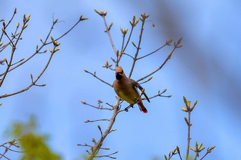 Japanese Waxwing 群馬県 Sat, 4/30/2022