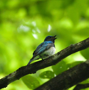 Blue-and-white Flycatcher 栃木県 Fri, 6/10/2022